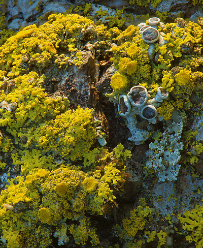 yellow lichen nature photography