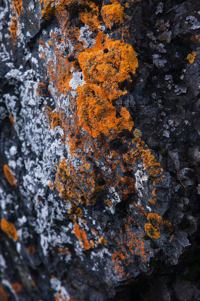 orange sunburst lichen