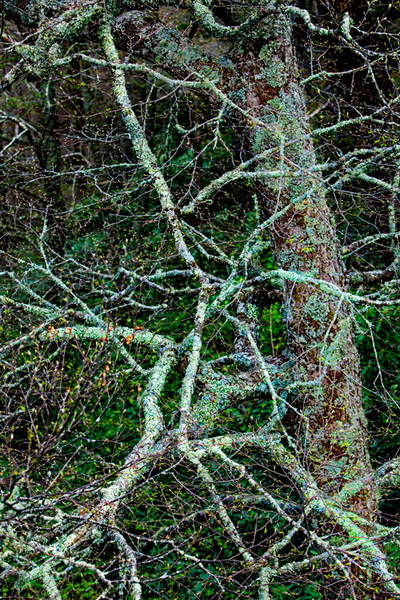 Branches covered in lichens in Boone, North Carolina