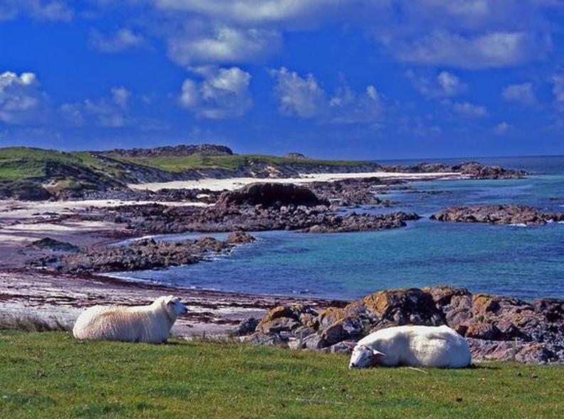 Iona Scotland Sheep