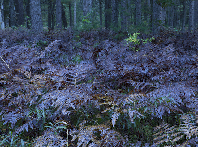 A Forest of Ferns near Graylng, Michigan Nature Photography