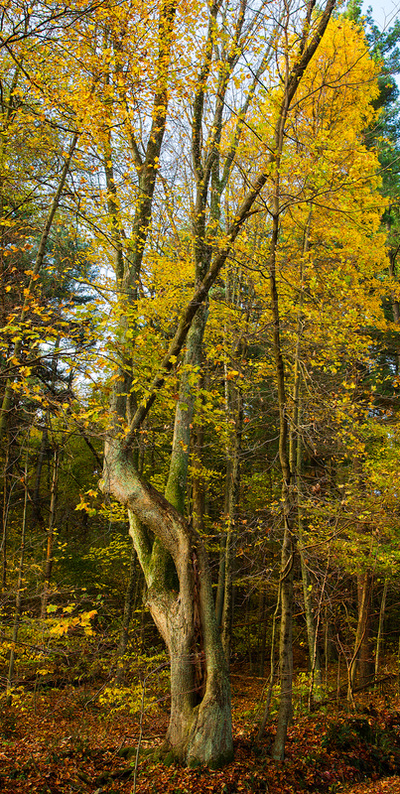 Twisted Tree with Yellow Leaves in the fall