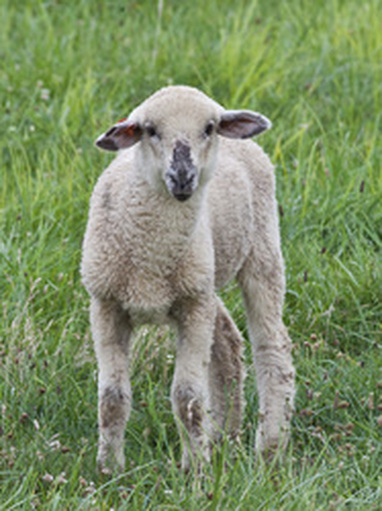 White lamb picture