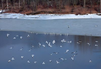 Birds flying over frozen Delaware Lake
