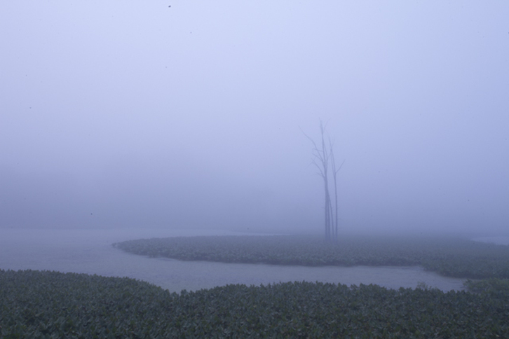 Fog over a bog in Killbuck, Ohio