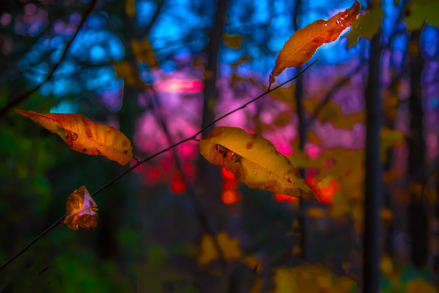 Fall Scenery - Orange Leaves with Teal and Pink Sunset in the Background