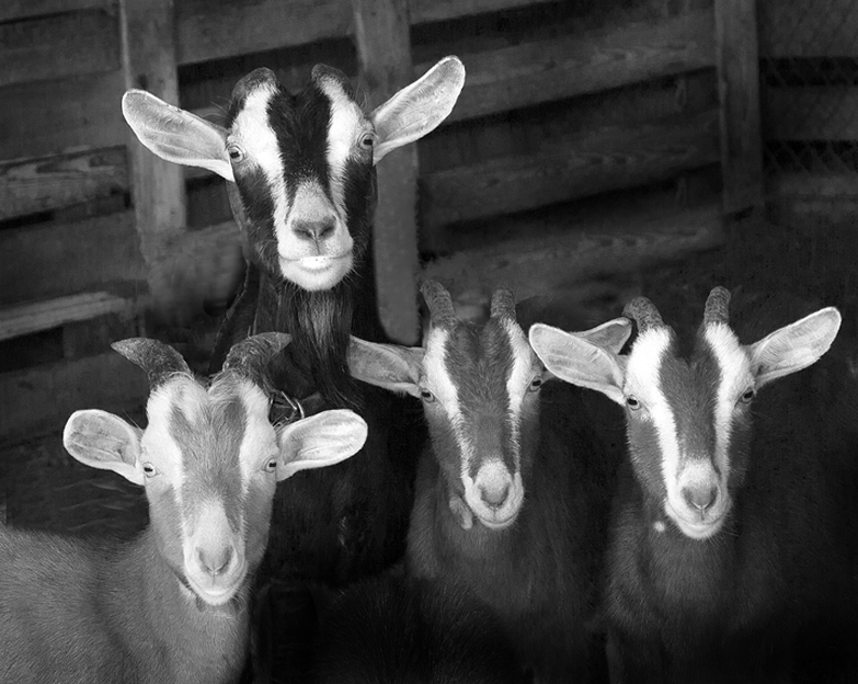Picture of a Family of Goats