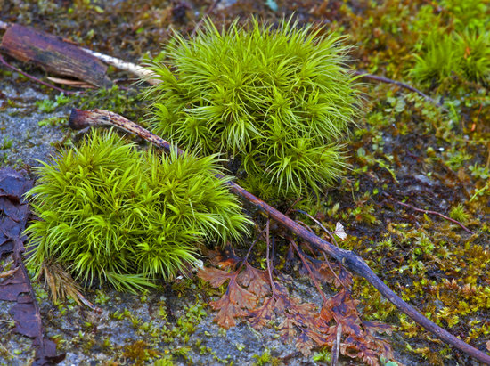 Moss Clumps with Stick in Grayling, Michigan Nature Photography