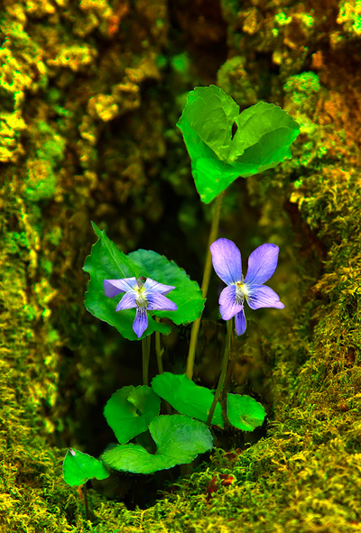 Spring Violets with a Tree's Opening of Moss at Elk Knob Trail