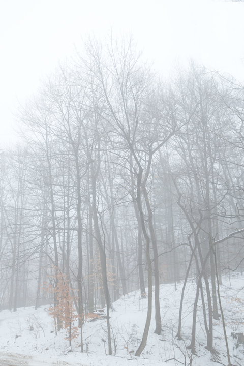 Winter Trees and Fog