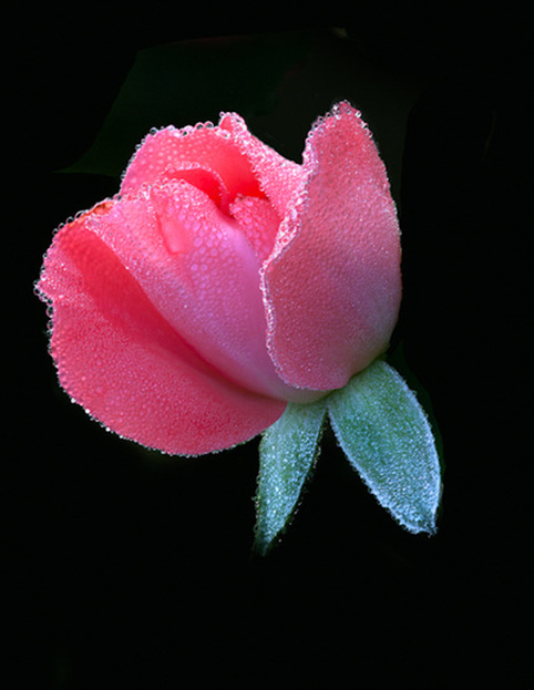 Dew covered pink rose - modern floral wall art