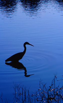 Black Heron Silhouette in Blue Water