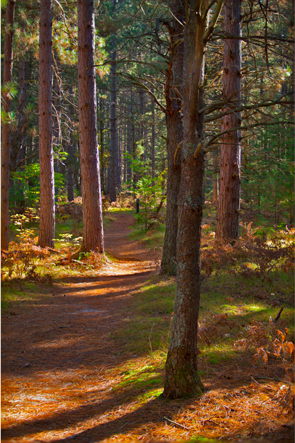 Fall path with shadows and pine trees