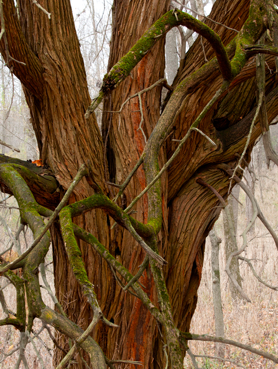 Moss covered branches on a large red tree