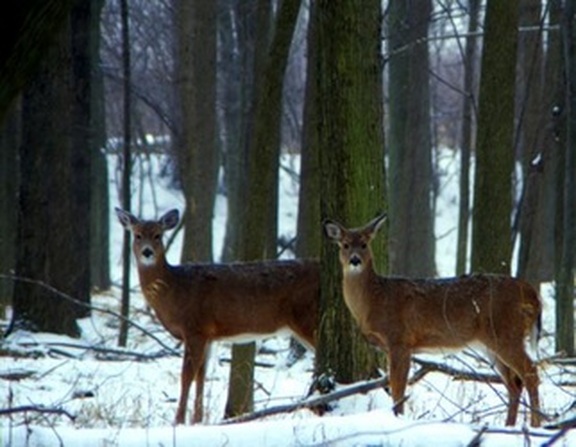 Deer in Winter Snow