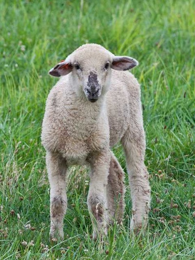 lamb pictures