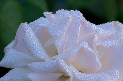White rose covered in dew