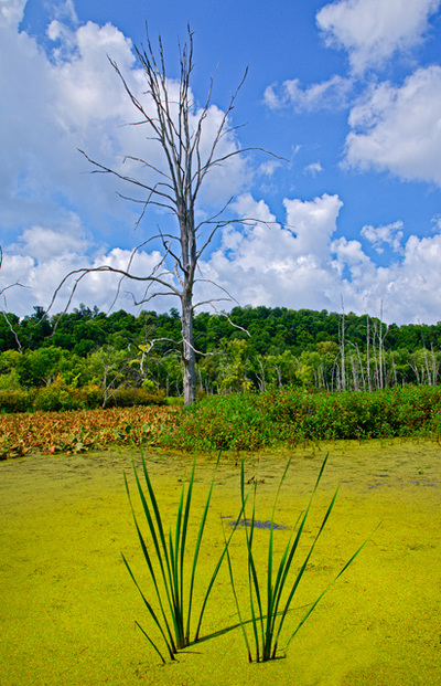 Green Killbuck Marsh