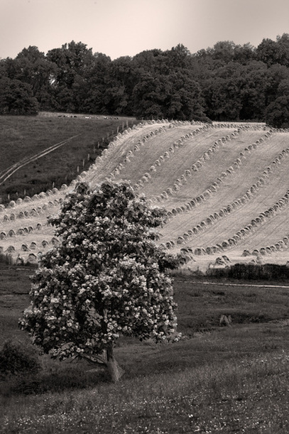 Ohio farmland landscape photography sepia