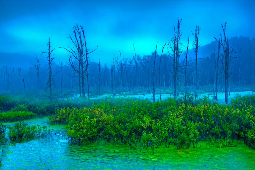 Blue and Green Fog at Killbuck Marsh in Ohio Nature Photography