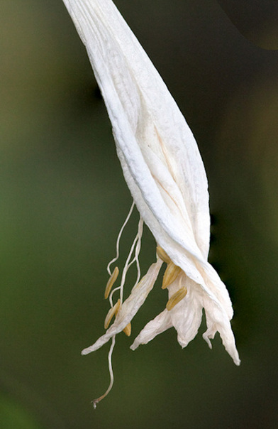 White Withering Flower