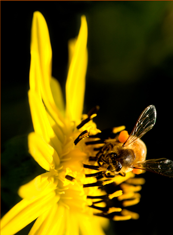 Honey Bee Pollinating a Bright Yellow Flower