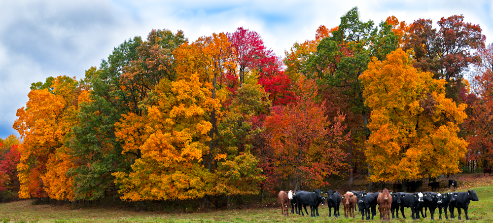 Fall scenery trees and cows Ohio nature photography farm