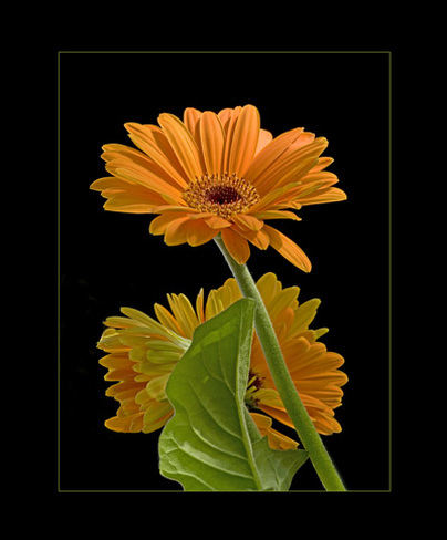 Orange Gerber Daisy Flower