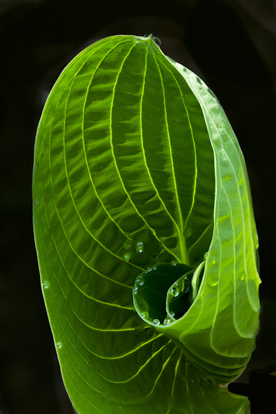 Curling Green Hosta Leaf