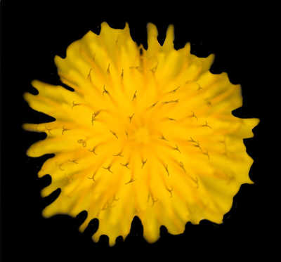 yellow dandelion flower macro photography