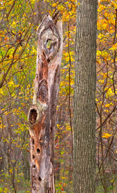 Fall Scenery Tree Trunks