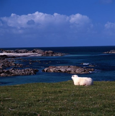 Iona Scotland sheep pictures