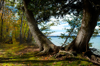Twin trees in Big Harbor, Michigan