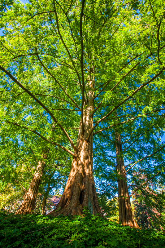 Pendle Hill, Pennsylvania Trees