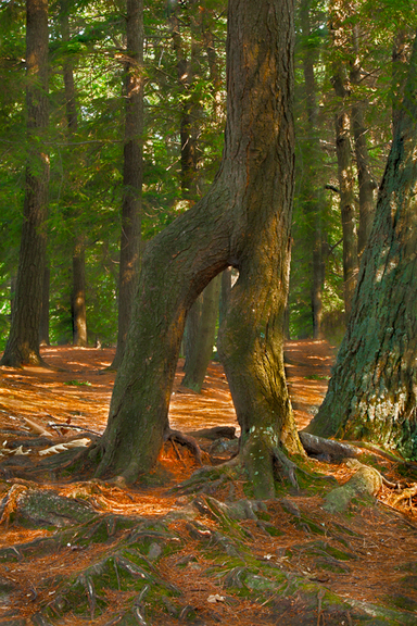 Michigan Nature Photography Fall Scenery Trees