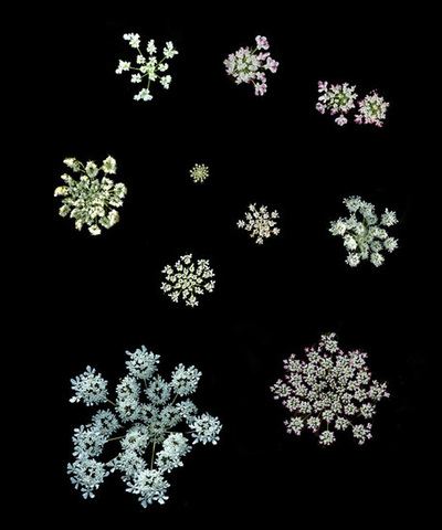 Variety of Ohio Queen Anne's Lace wall art