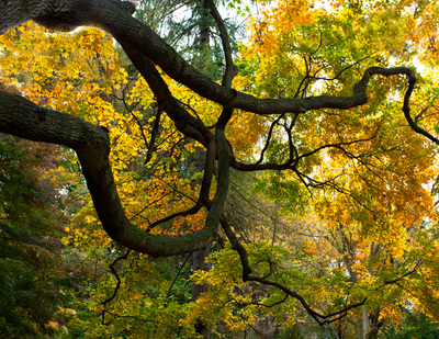 Twisted Tree Limbs with yellow leaves at Pendle Hill Pennsylvania