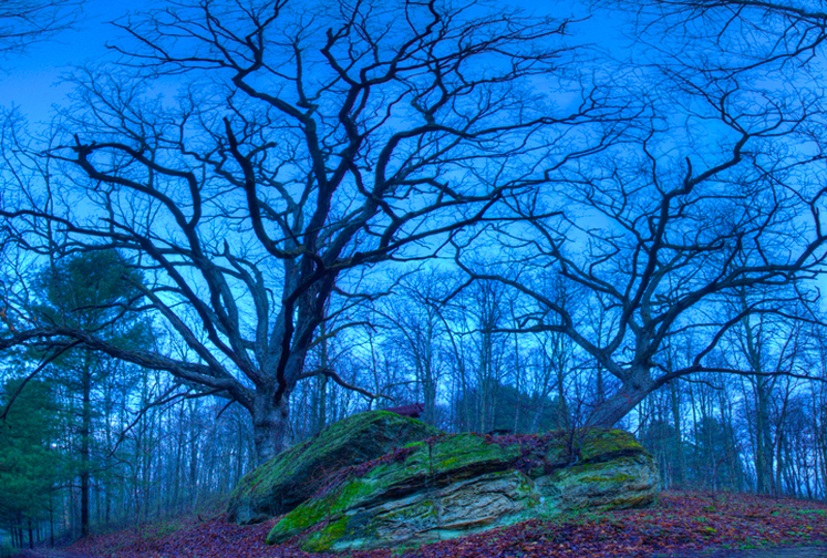 Craggy Mysterious Trees at Dusk