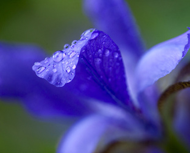 Purple Iris Photography