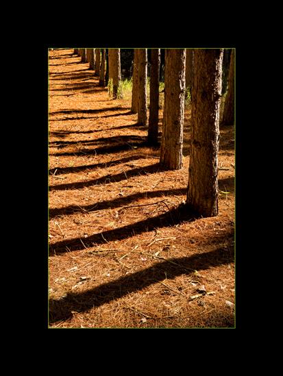Fall Photography Rows of Pine Trees with Orange Needles
