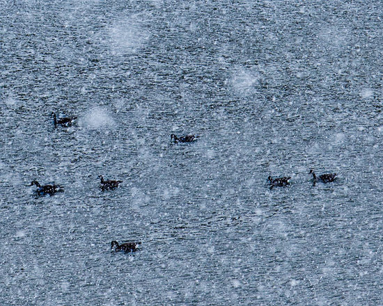 Ducks Delaware Lake Photography