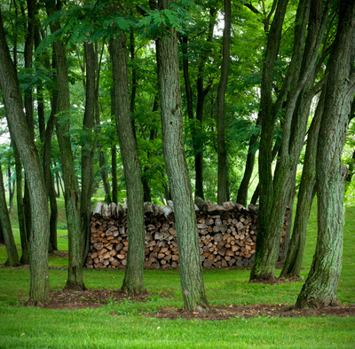 Stack of wood behind a row of trees