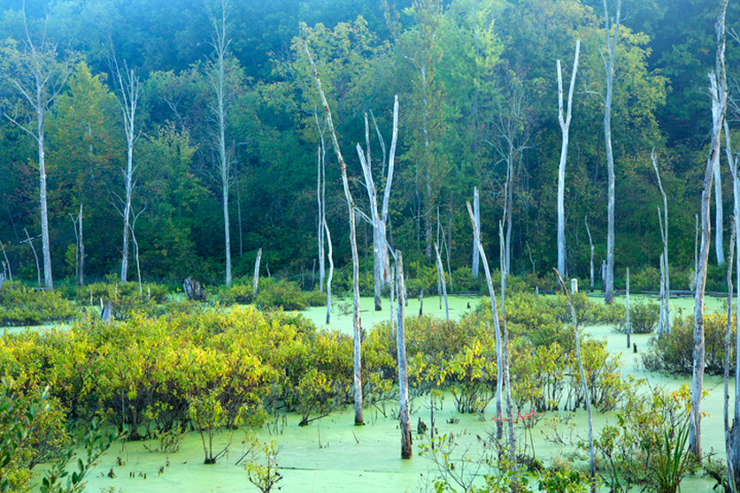 White Trees in Green Swamp Killbuck Ohio Nature Photography