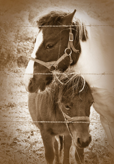 Mother and Foal Horse Photography