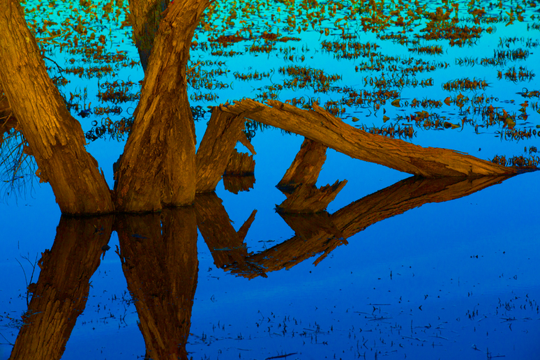 Glowing Wooden Tree Trunks in a Teal Reflecting Pond