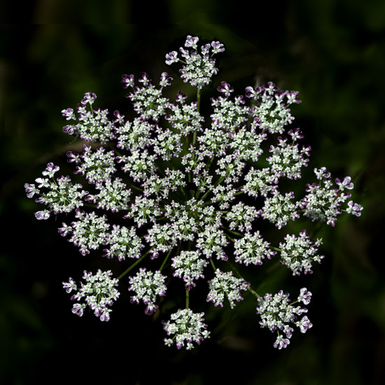 Purple and Pink Tipped Queen Anne's Lace Flower