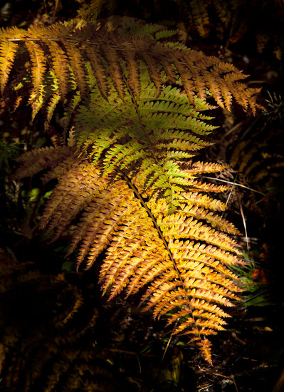 Photography of Orange Ferns in the Fall