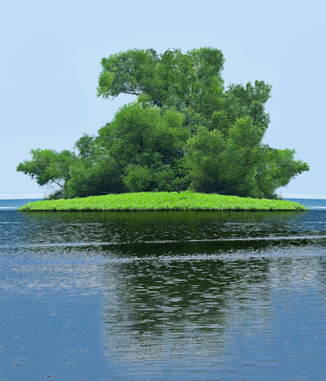 Small Green Tree Island in a Lake