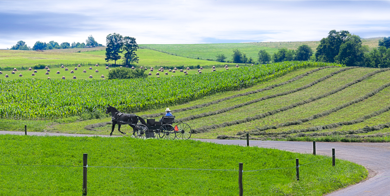Ohio Amish Horse and Buggy Photography