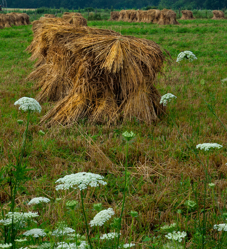 Wheat and Queen Anne's Lace Landscape Photography